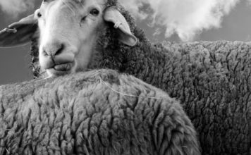 Black sheep
