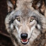 Fotophreak Magazine ultimate wolf