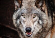 The Ultimate Alpha Fotophreak Magazine ultimate wolf