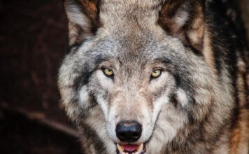 Fotophreak Magazine ultimate wolf