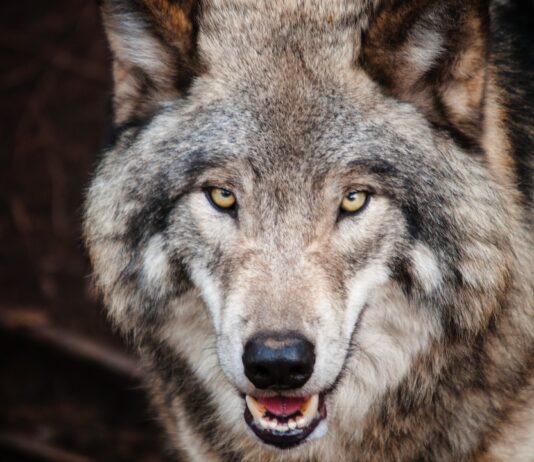 The Ultimate Alpha Fotophreak Magazine ultimate wolf